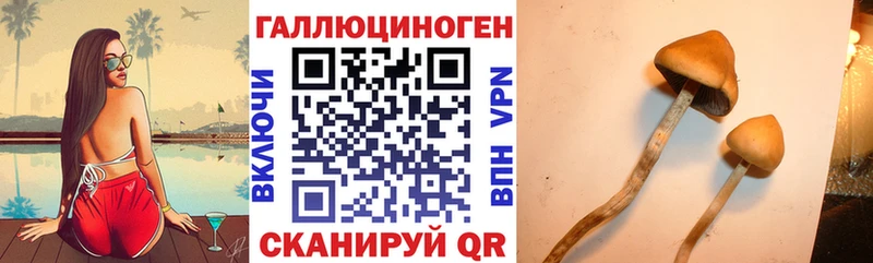 Псилоцибиновые грибы Psilocybe  Андреаполь 